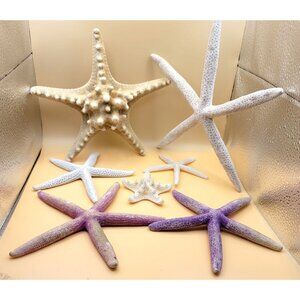 Set of 7 Starfish Seastars Ocean Knobby and White Finger Varied Sizes DH889
